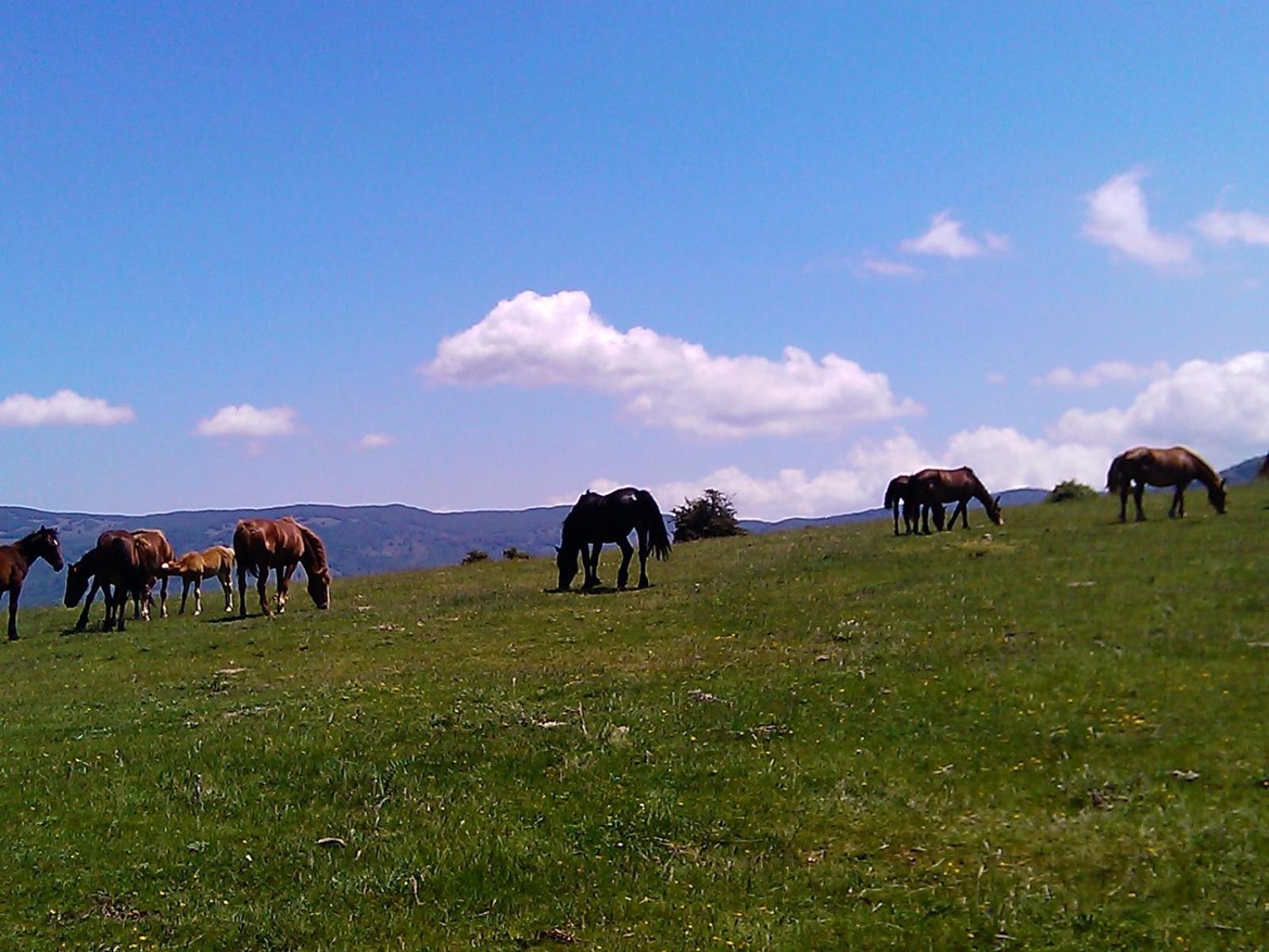 B&B Il Ghiro-Country House Mormanno Luaran gambar
